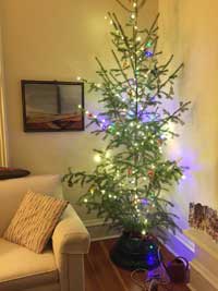 Colorado Native Christmas Trees