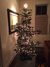 Colorado Native Christmas Trees