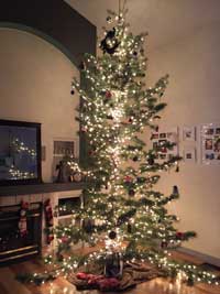 Colorado Native Christmas Trees