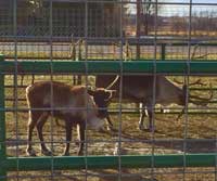 Colorado Native Christmas Trees