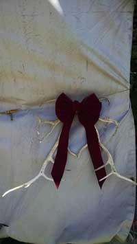 Colorado Native Christmas Trees