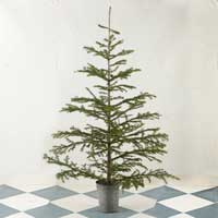 Colorado Native Christmas Trees