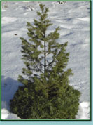 Douglas Fir