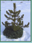 Lodgepole Pine