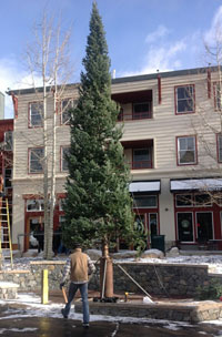 Undecorated Christmas Tree