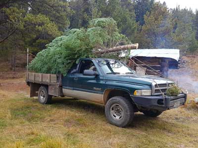 Colorado Native Christmas Trees